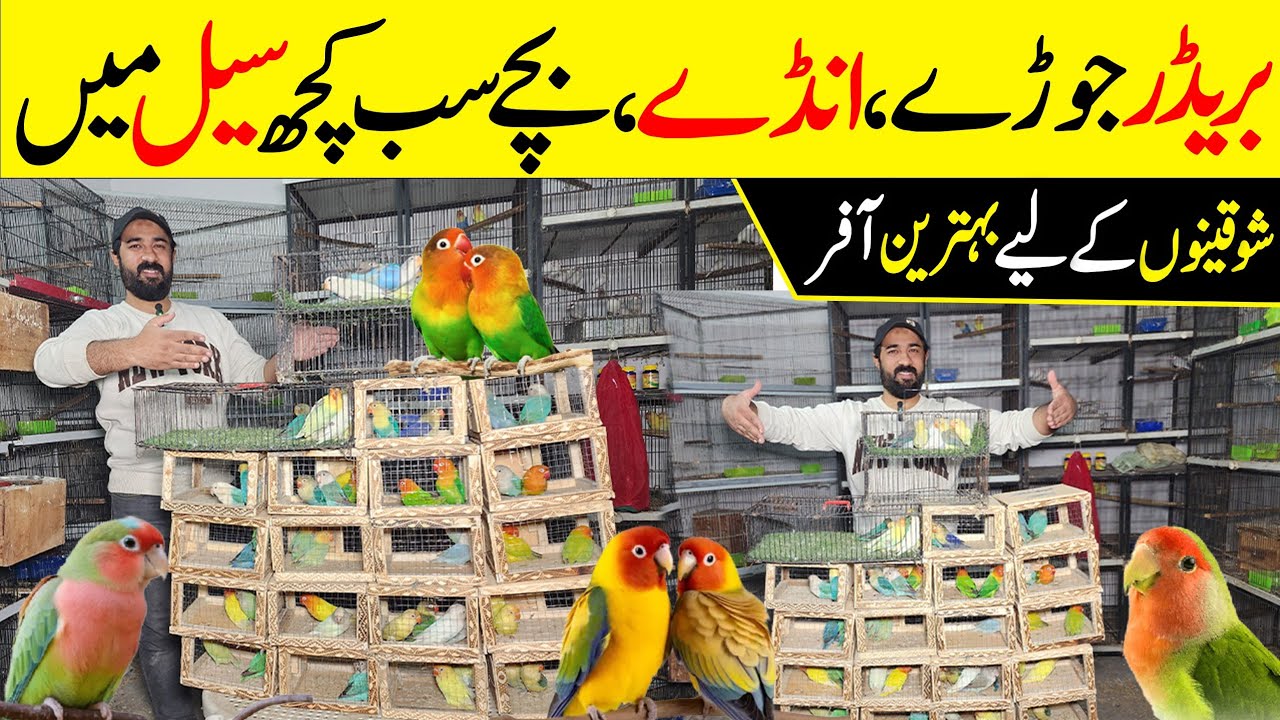 Sunday offer a gai andon Bachon ke Sath #lahorientertainmentchannel #parrot #birds #lovebird #parrot