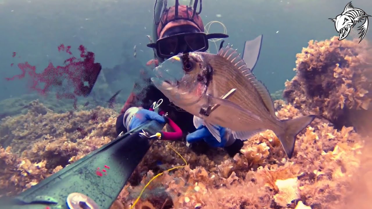 B Daniel Roller 85 speargun used by Nikolas Anagnostou Spearfishing Orata compilation 2018 2019!!