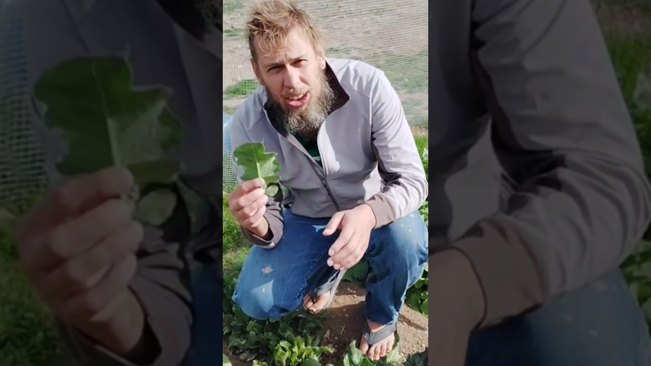 Beneficial soil Bacteria