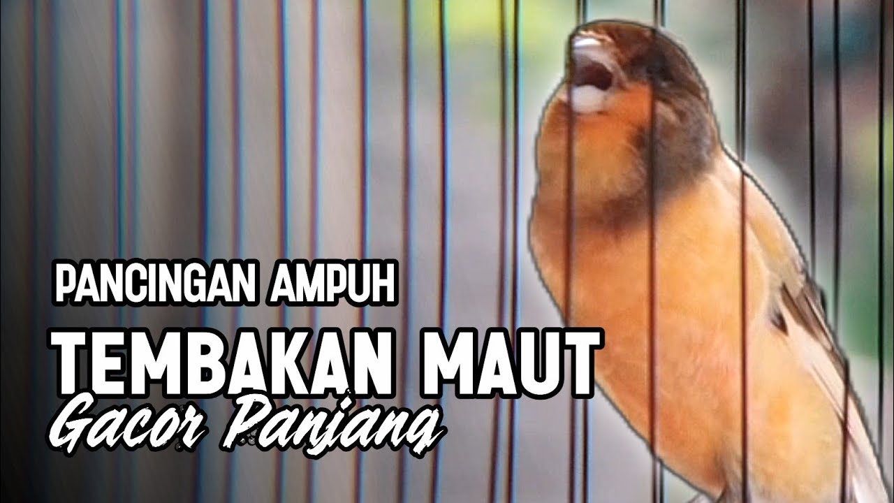 KENARI GACOR PANJANG Rol Rapat EMOSI Cuit cuit Ngerol utk masteran murai batu full isian