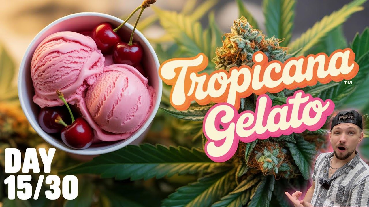 BEST TASTING STRAIN FROM THE SUMMER HARVEST SO FAR!