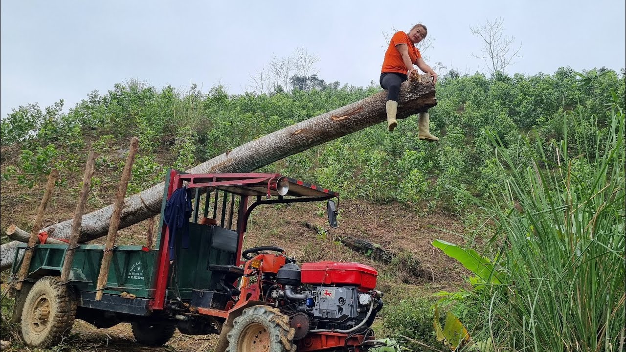 Daily work, digging tree stumps and using trucks to transport large trees