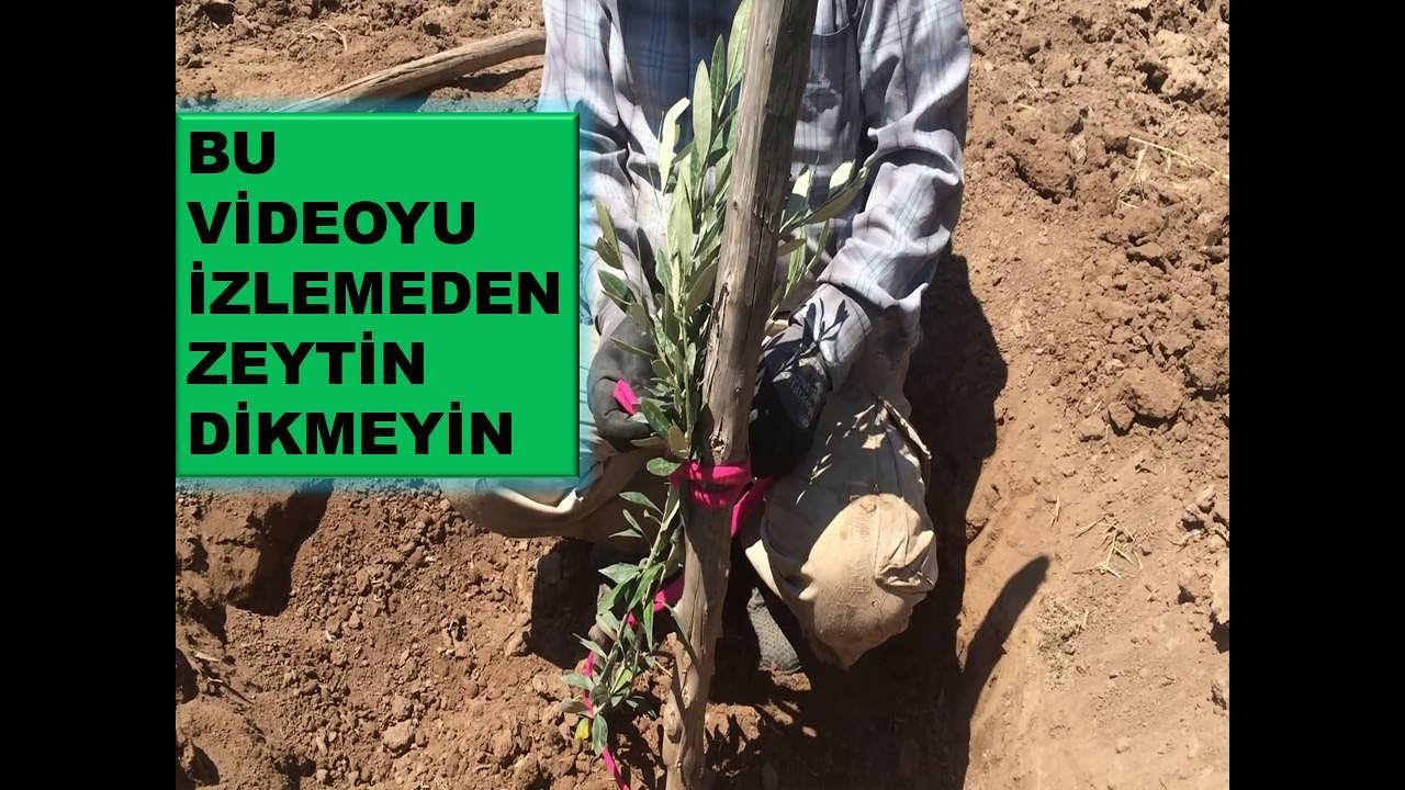ZEYTİN FİDANI NASIL DİKİLİR? FİDAN NASIL DİKİLİR?