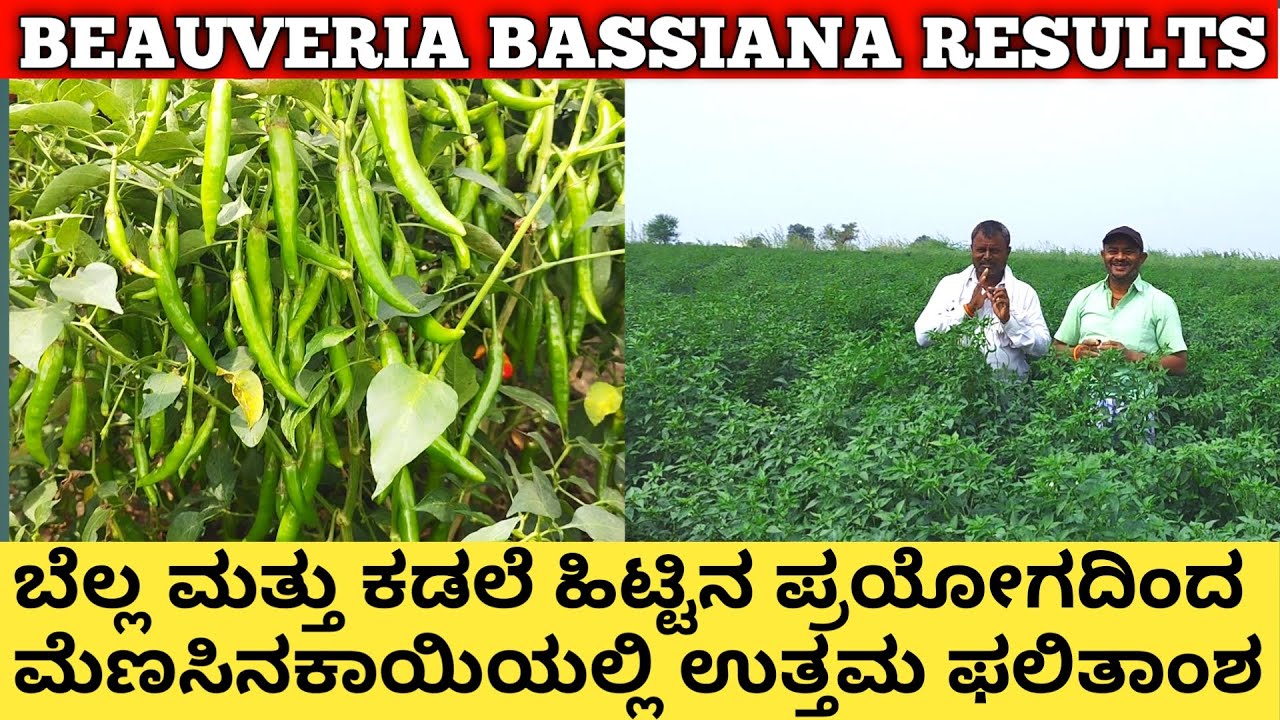 ಬೆಲ್ಲ ಹಾಗು ಕಡಲೆ ಹಿಟ್ಟಿನ ಪ್ರಯೋಗದಿಂದ ಮೆಣಸಿನಕಾಯಿಯಲ್ಲಿ ಉತ್ತಮ ಫಲಿತಾಂಶ | black thrips | beauveria bassiana