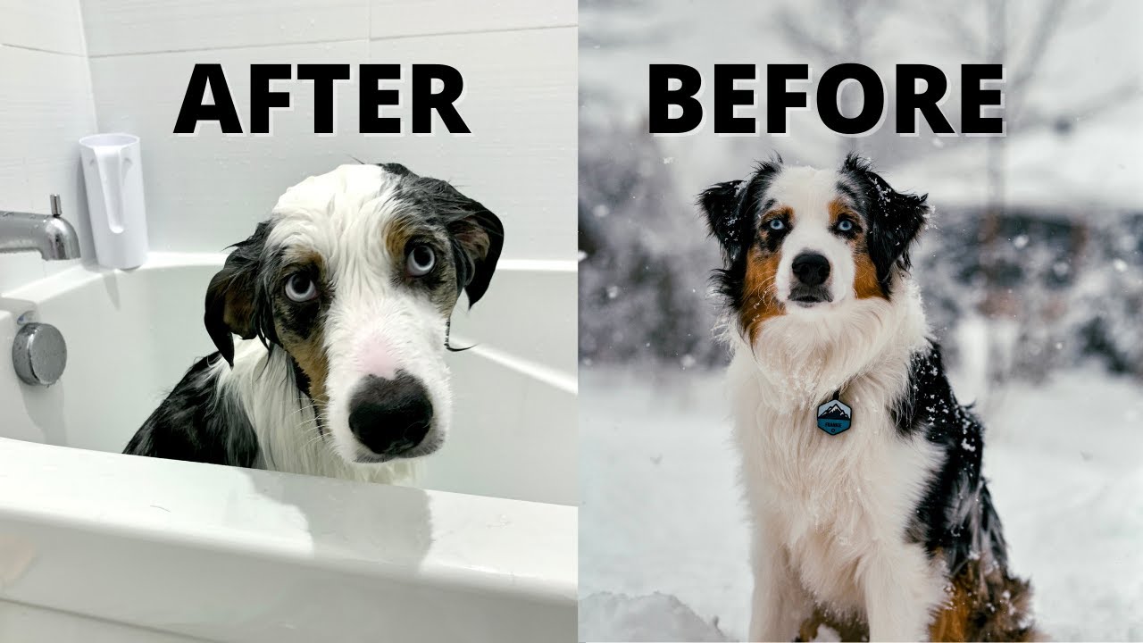 Grooming My Mini Aussies