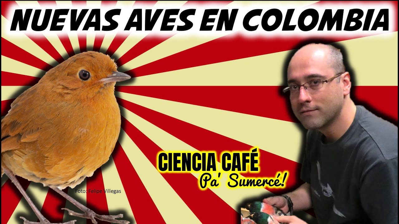 Descubriendo aves en Colombia
