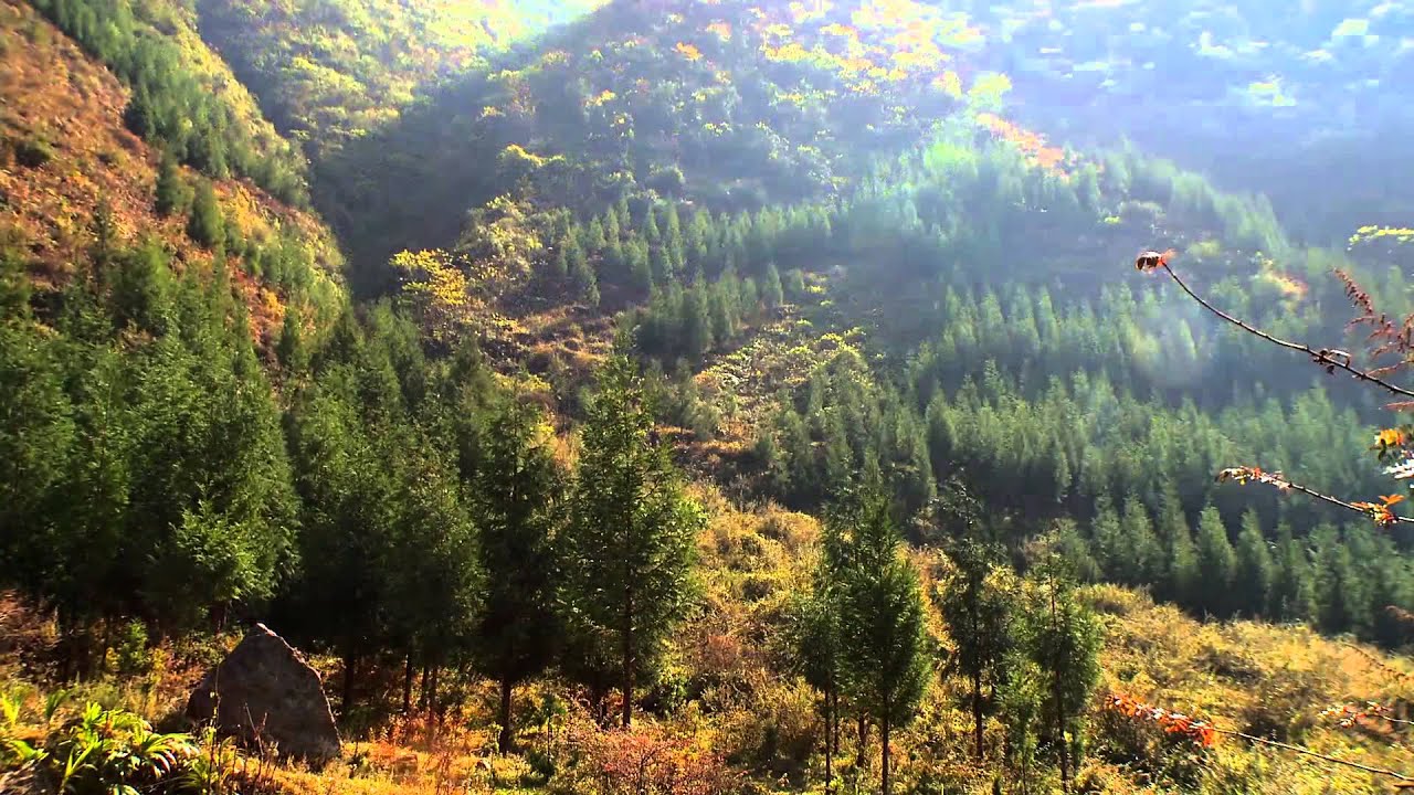 Reforestation: Impact on Climate
