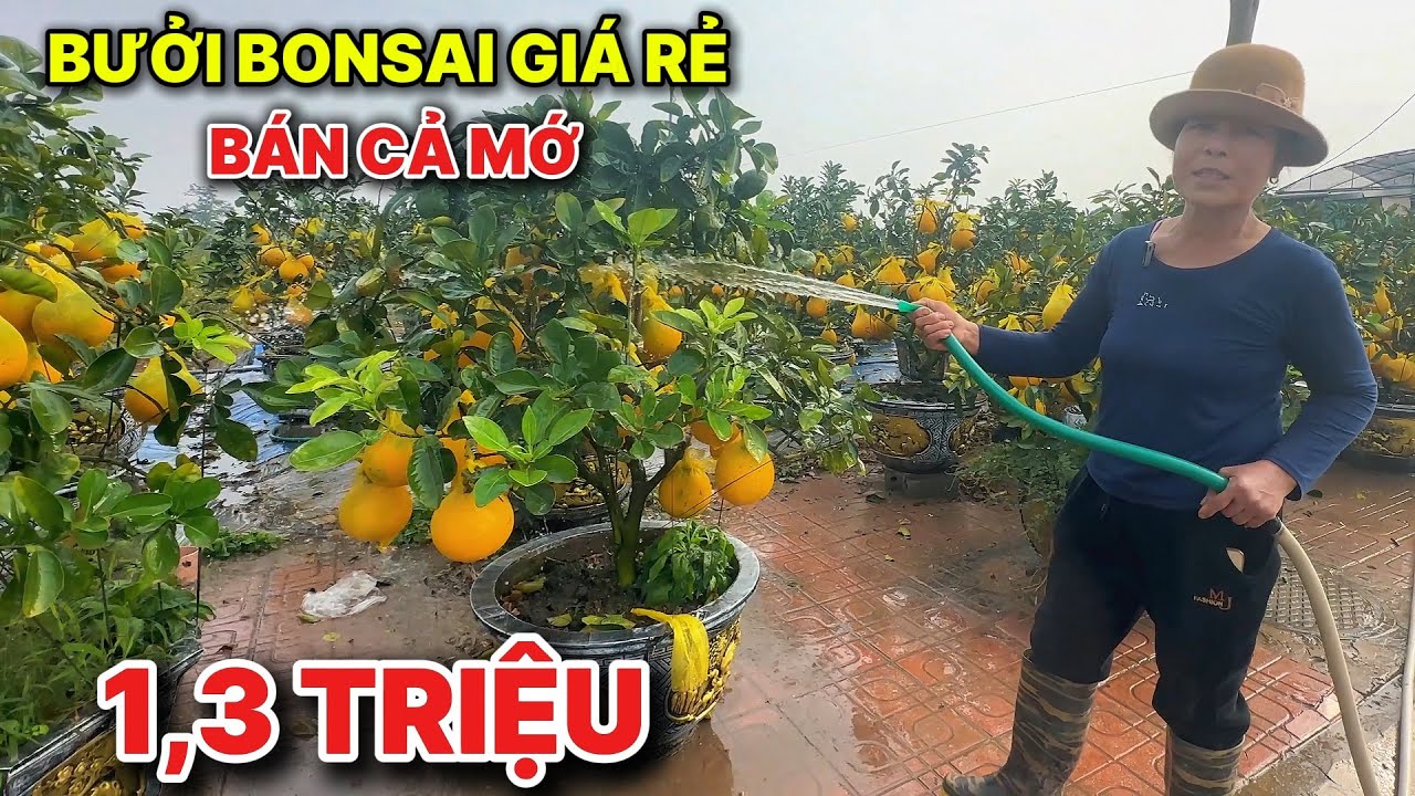 Buởi bonsai tết 2026 cực rẻ tại Văn Giang, Cô chủ vườn chia sẻ nhiều mẫu đẹp hút khách đến mua