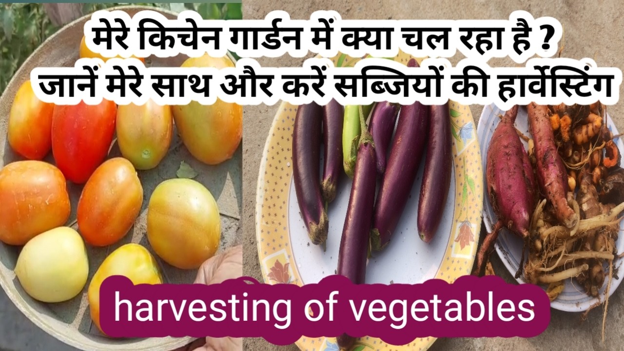 preparation of kichen garden for summer vegetables and some harvesting of vegetables