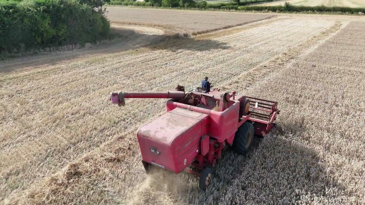Massey Ferguson 515 harvesting winter wheat 