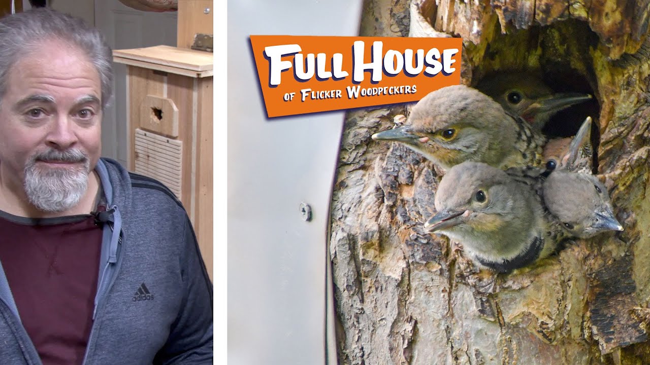 DIY Flicker Woodpecker (and others) Nest Box from Lightweight, Inexpensive Cedar Pickets. Easy, fun.