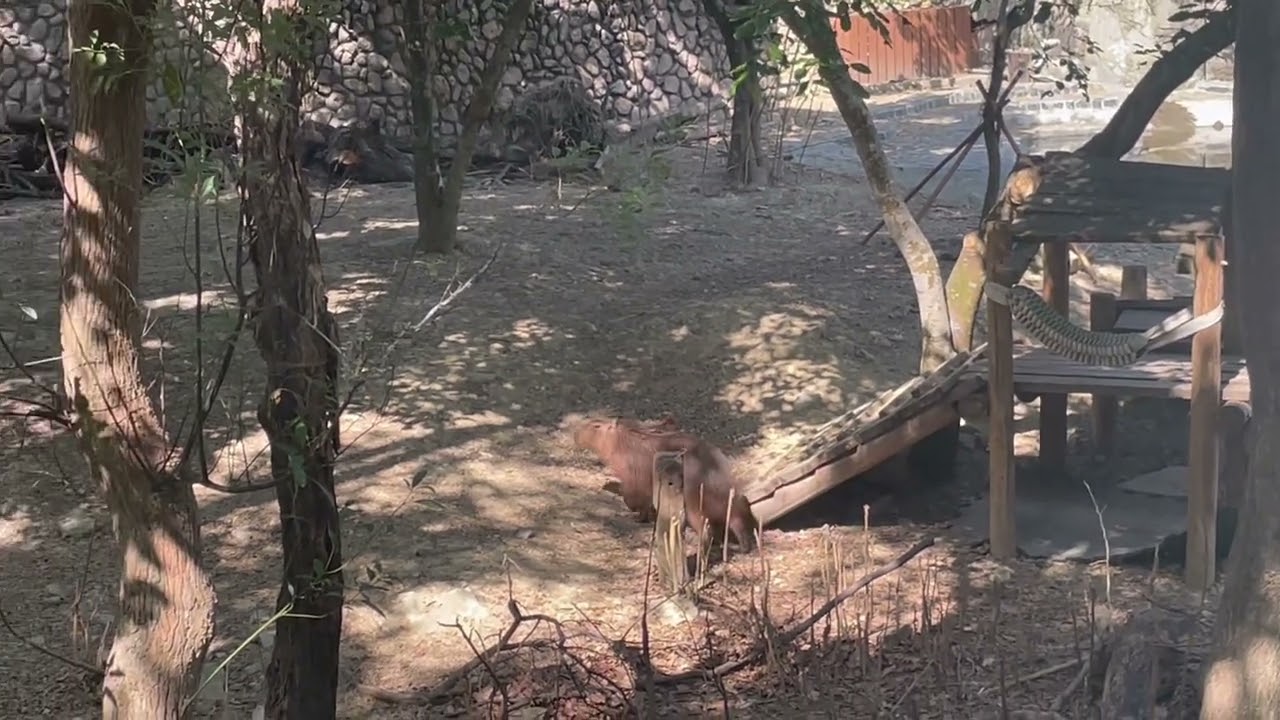Shoushan Zoo in Kaohsiung