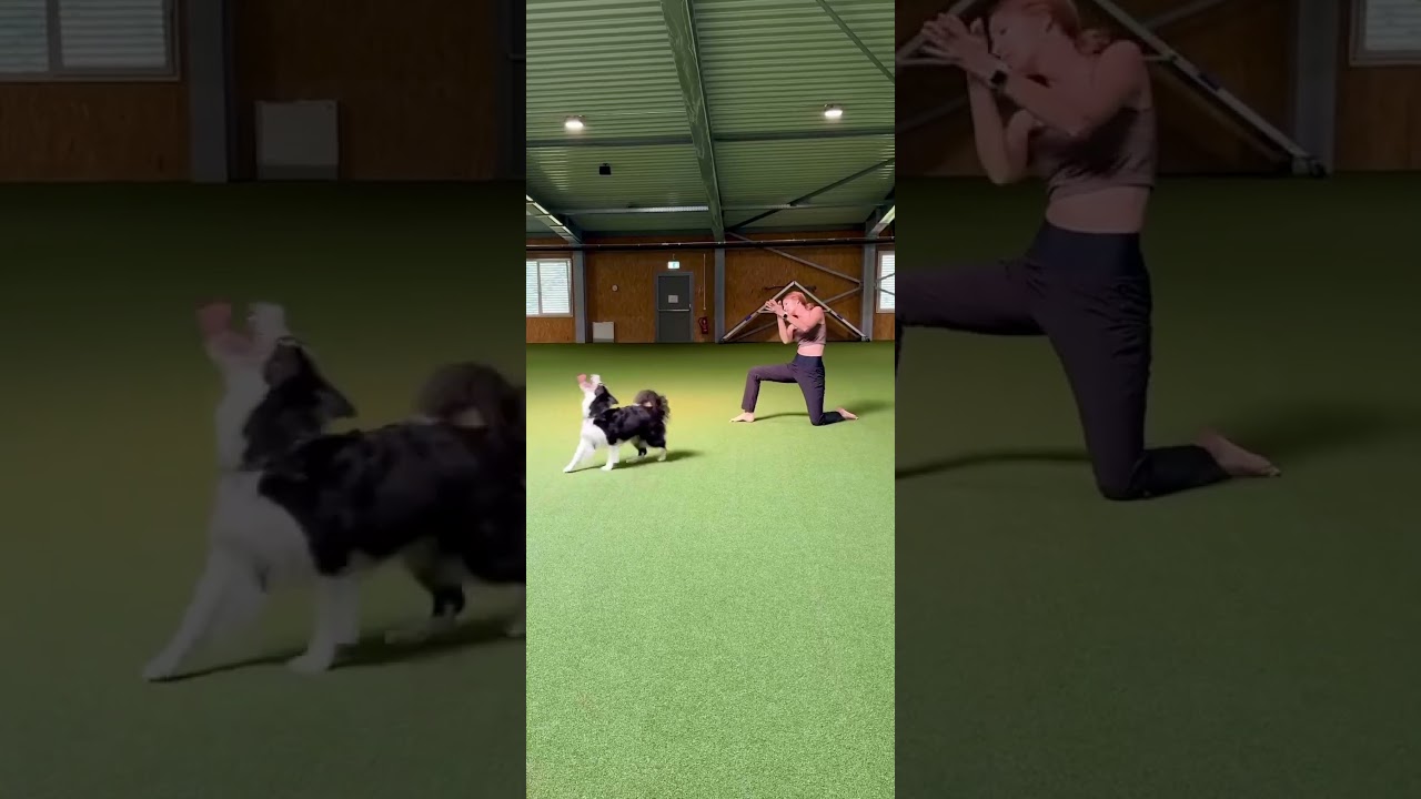 💃🐾 A short choreo inspired by my seminars in Belgium 
