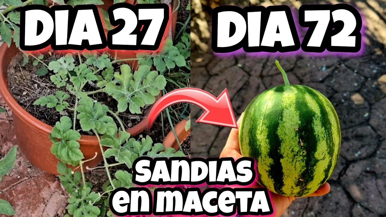 🍉 Plant&eacute; SANDIAS del supermercado en MACETAS y Esto fue lo que sali&oacute; | SEMBRAR y Cultivar sand&iacute;a