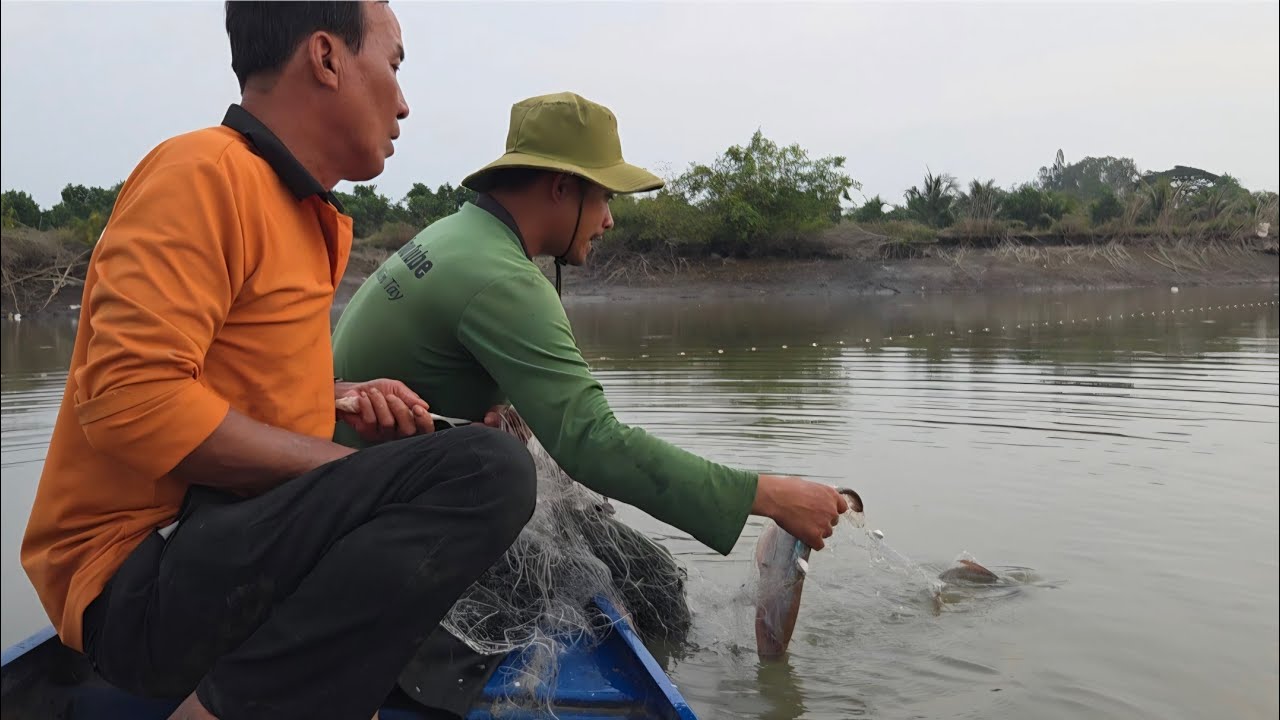 Bủa 4 Tay Lưới Cá Dính Gỡ Đến Trời Sụp Tối_Cá Chốt Kho Tiêu Xanh Tóp Mỡ...| ONMT #Tập 178