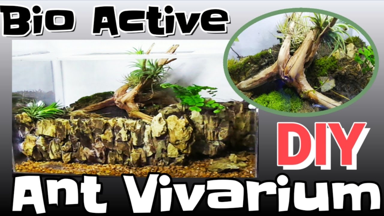 How to Make Bio Active Ant Vivarium | D colony