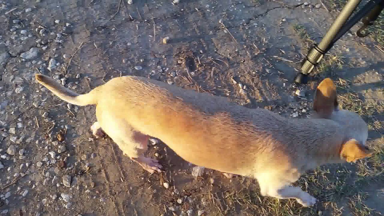 Casually Catfishing the Bank After a Day on the Creek