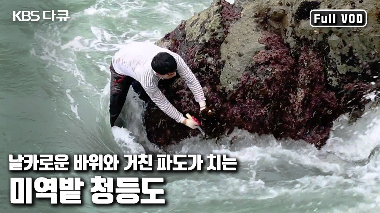 전국 최상품 미역의 채취지! '푸른 미역의 섬, 청등도' (KBS 20150905 방송)