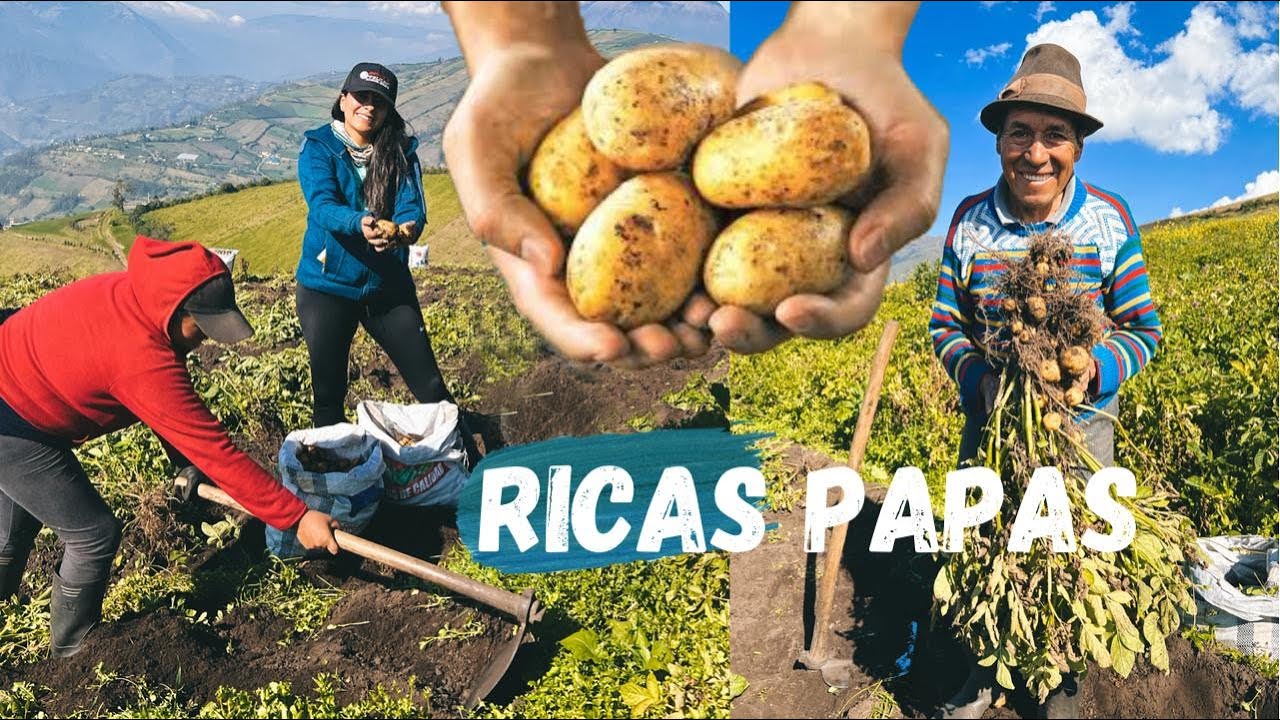 Una linda familia del PARAMO nos invito a CAVAR PAPAS 🥔😌- Josue y Elie