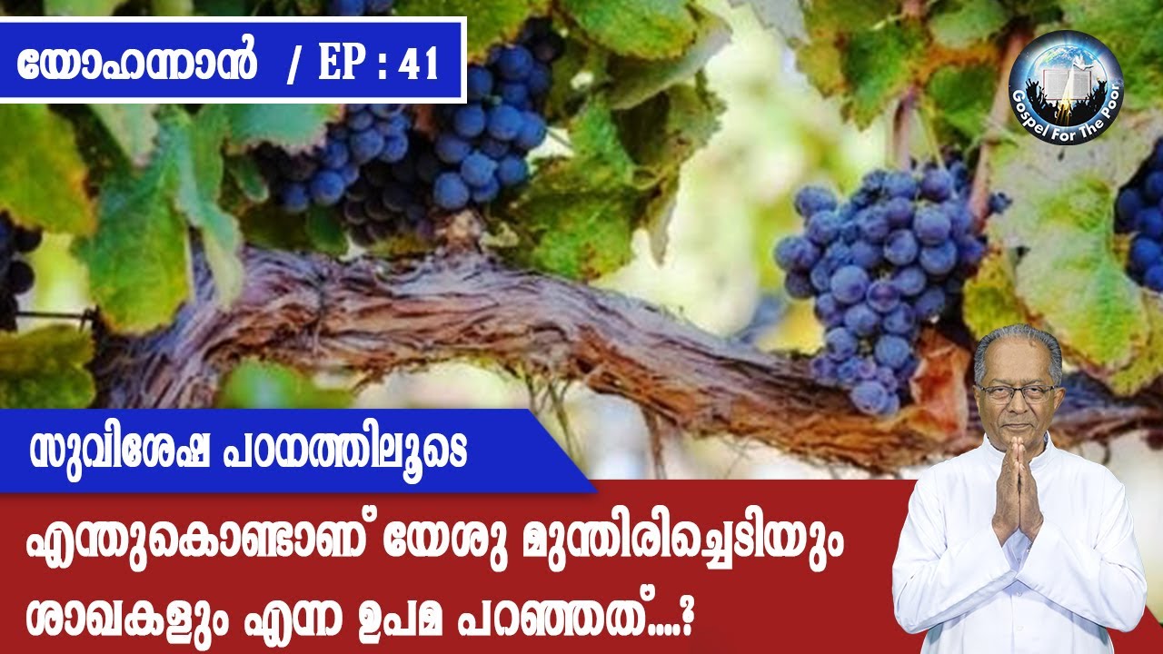 EP 41|യോഹന്നാന്‍|സുവിശേഷ പഠനത്തിലൂടെ |എന്തുകൊണ്ടാണ് യേശു മുന്തിരിച്ചെടിയും ശാഖകളും എന്ന ഉപമ പറഞ്ഞത്?