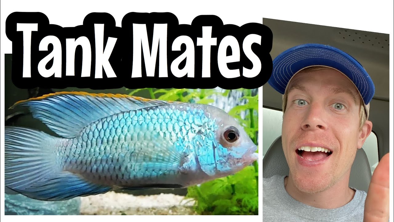 Tank Mates for Electric Blue Acara Community