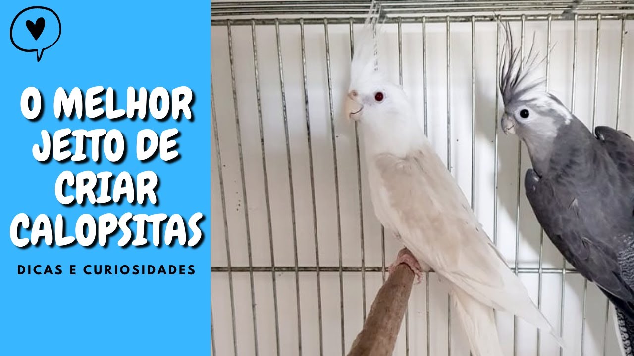 COMO CRIAR/REPRODUZIR CALOPSITAS - UDP