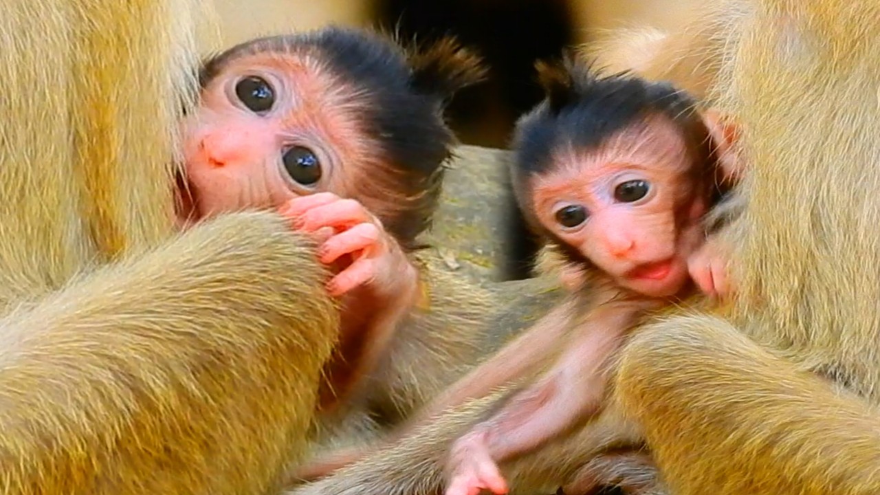 A Very Slow and Calmful Life With A Beautiful Newborn Baby Monkey, Mom Hugging & Sleep Peacefully