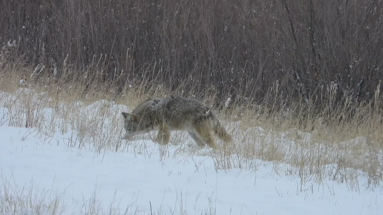 Patient Coyotes Hunting in the Cold Winter (2025 February 4-6)