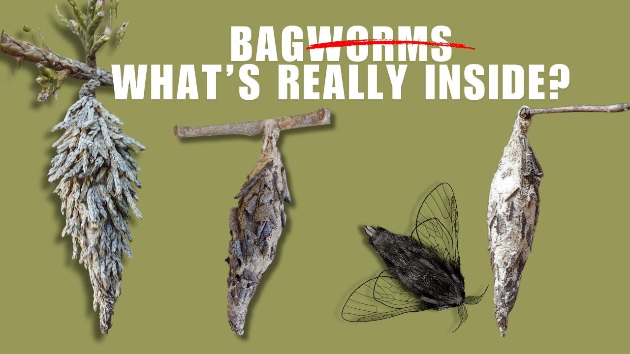 Learn What's Inside of a Bagworm's Bag | Lepidoptera Life Cycle