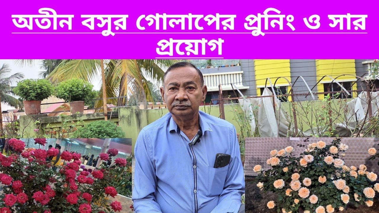 রোজারিয়ান অতীন বসুর গোলাপের প্রুনিং ও সার প্রয়োগ||Rose Pruning And Manure Application By Atin Basu||