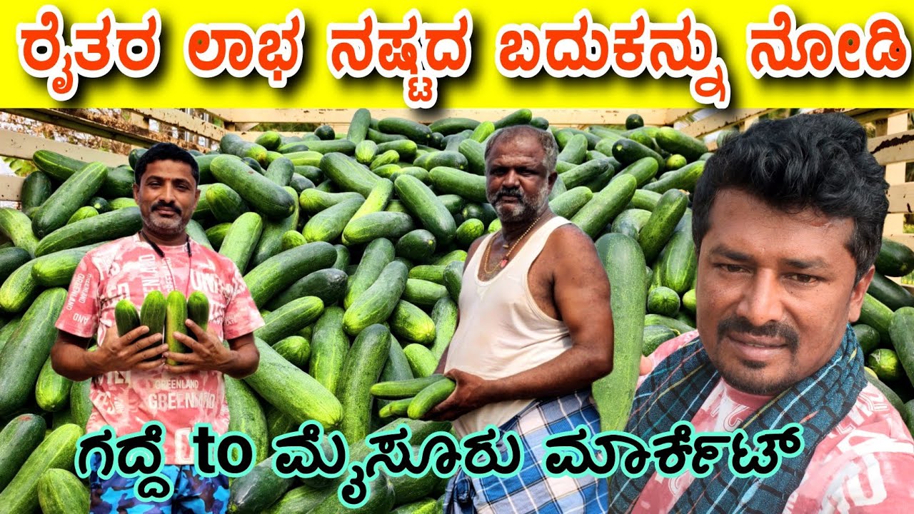 ಇದು ದಿನನಿತ್ಯ ಸಾಗುವ ರೈತರ ಜೀವನ ನೋಡಿ🌾👳 #sakkarenadukempa #ಈರೇಗೌಡನಕೊಪ್ಪಲುಕೆಂಪ 