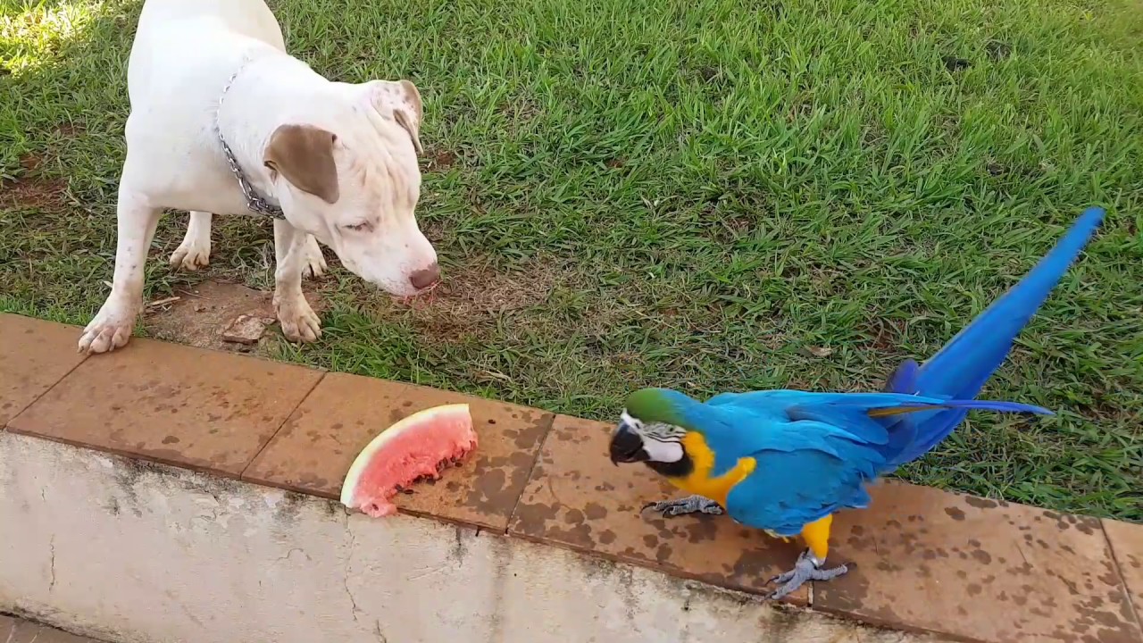 Outro dia no quintal! - Pets Na Net