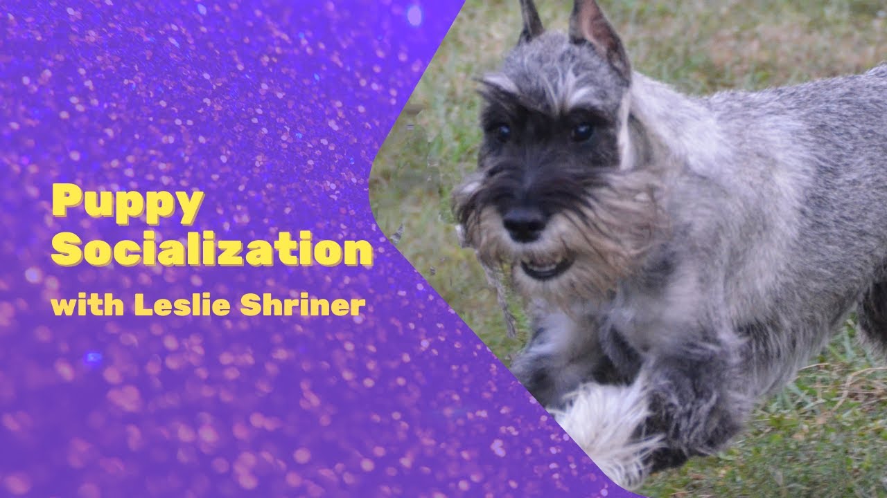 Puppy Socialization, Bite Inhibition Training