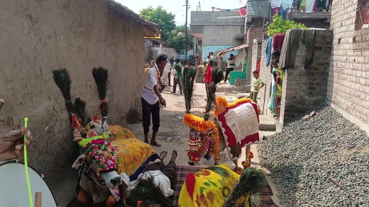भारत राऊत आसेगाव देवी इथे भोंगळ्यावर बसवलेल्या गायी