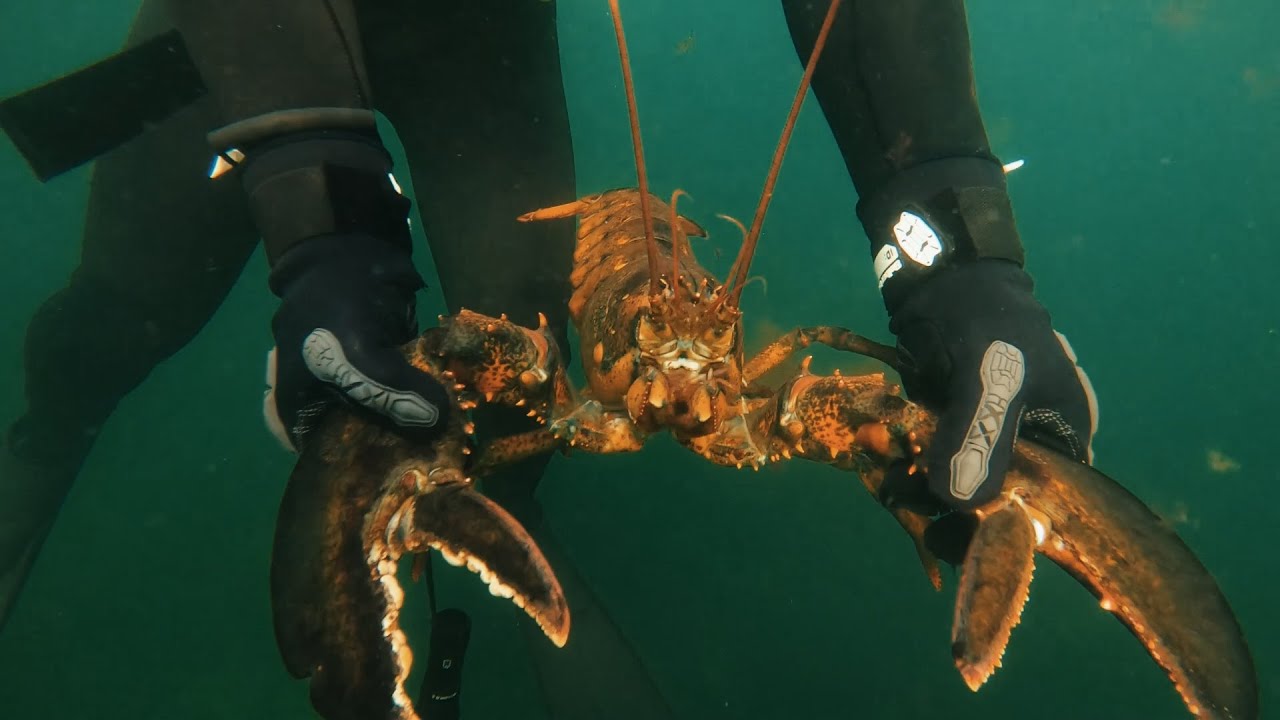 Free-Diving for New England (Massachusetts) Lobster and Spearfishing Blackfish (Tautog)