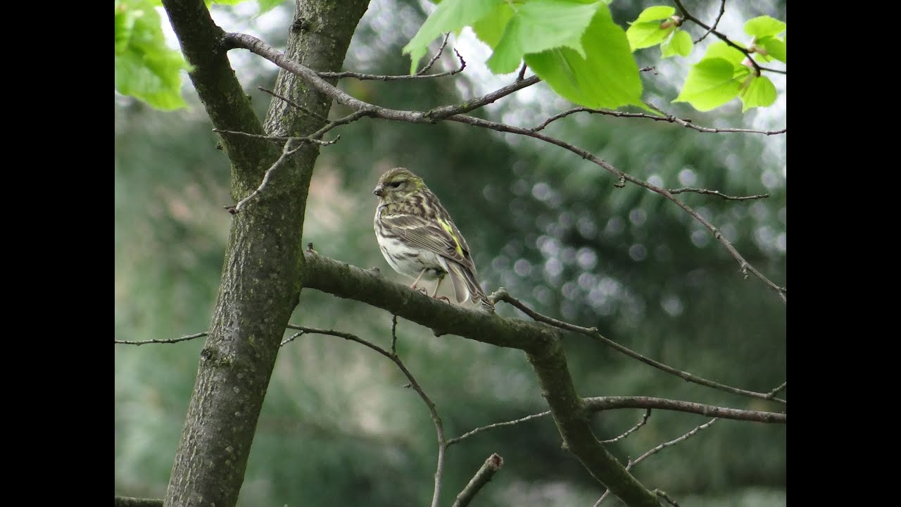 Samica kulczyka - Serin female (Serinus serinus) Verdecillo, Verzellino