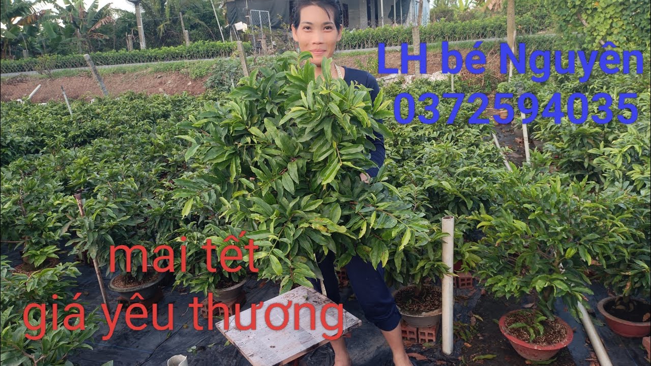 Mai chơi tết giá yêu thương 👉 LH bé Nguyên 0372594035