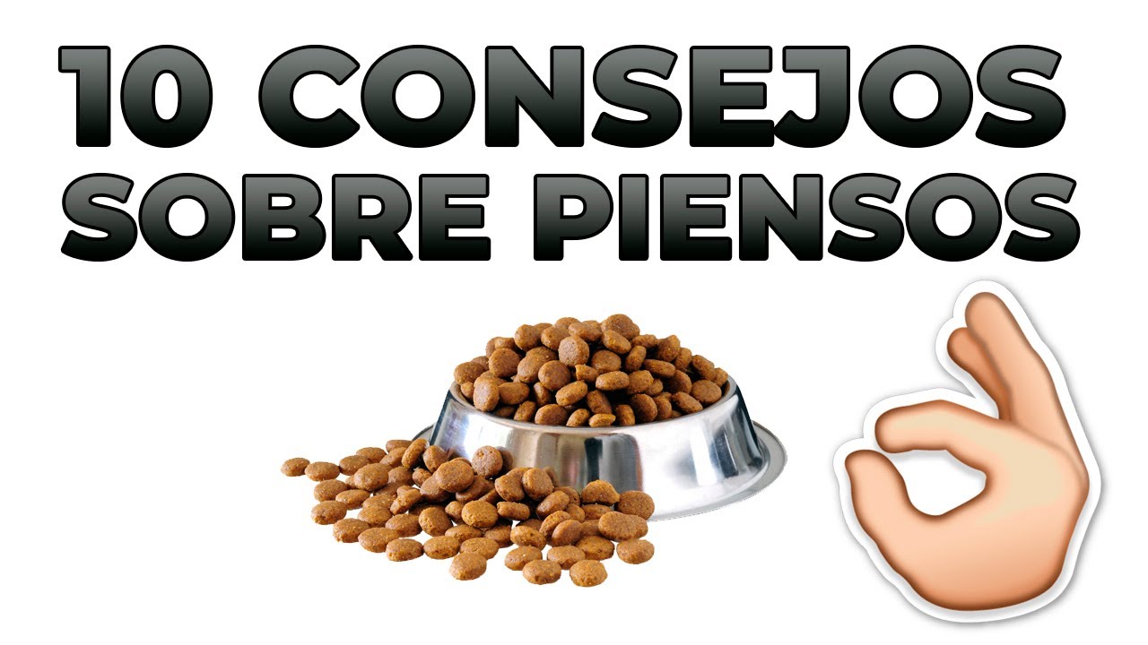 MEJORES PIENSOS para perros y gatos - ¿Cómo elegirlo?