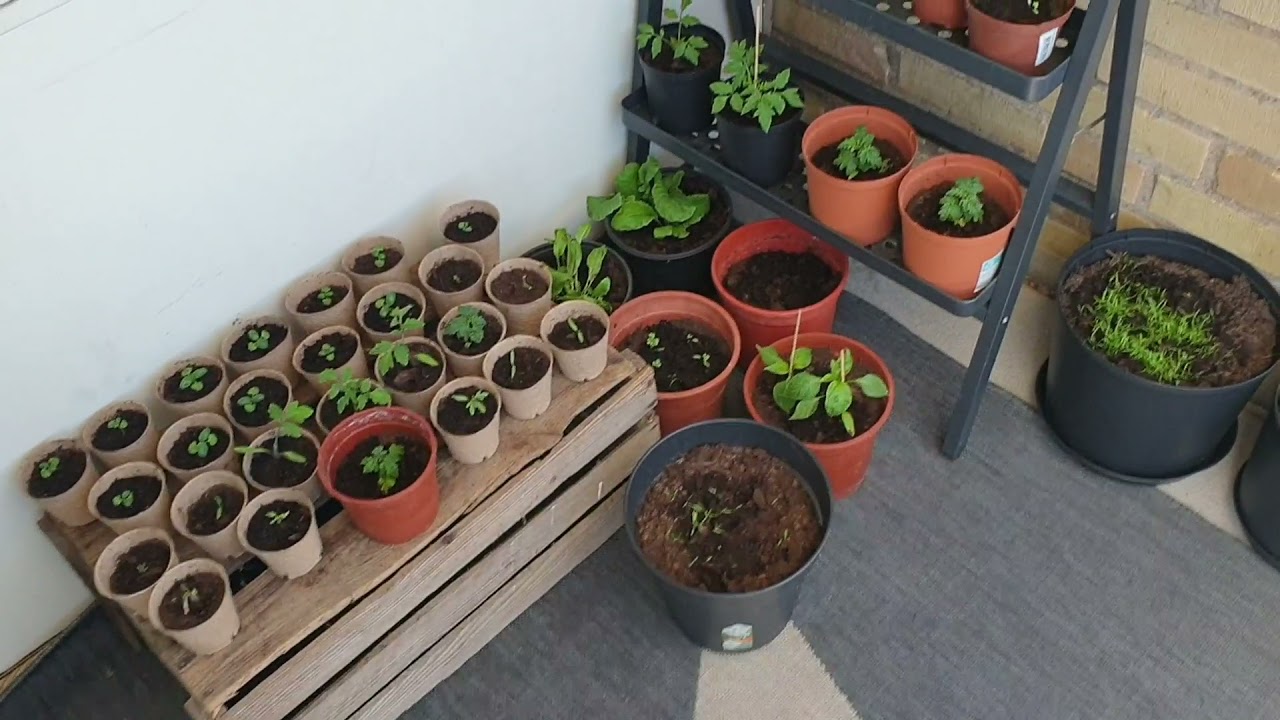 Planterar Zucchini och Vax bönor på balkongen