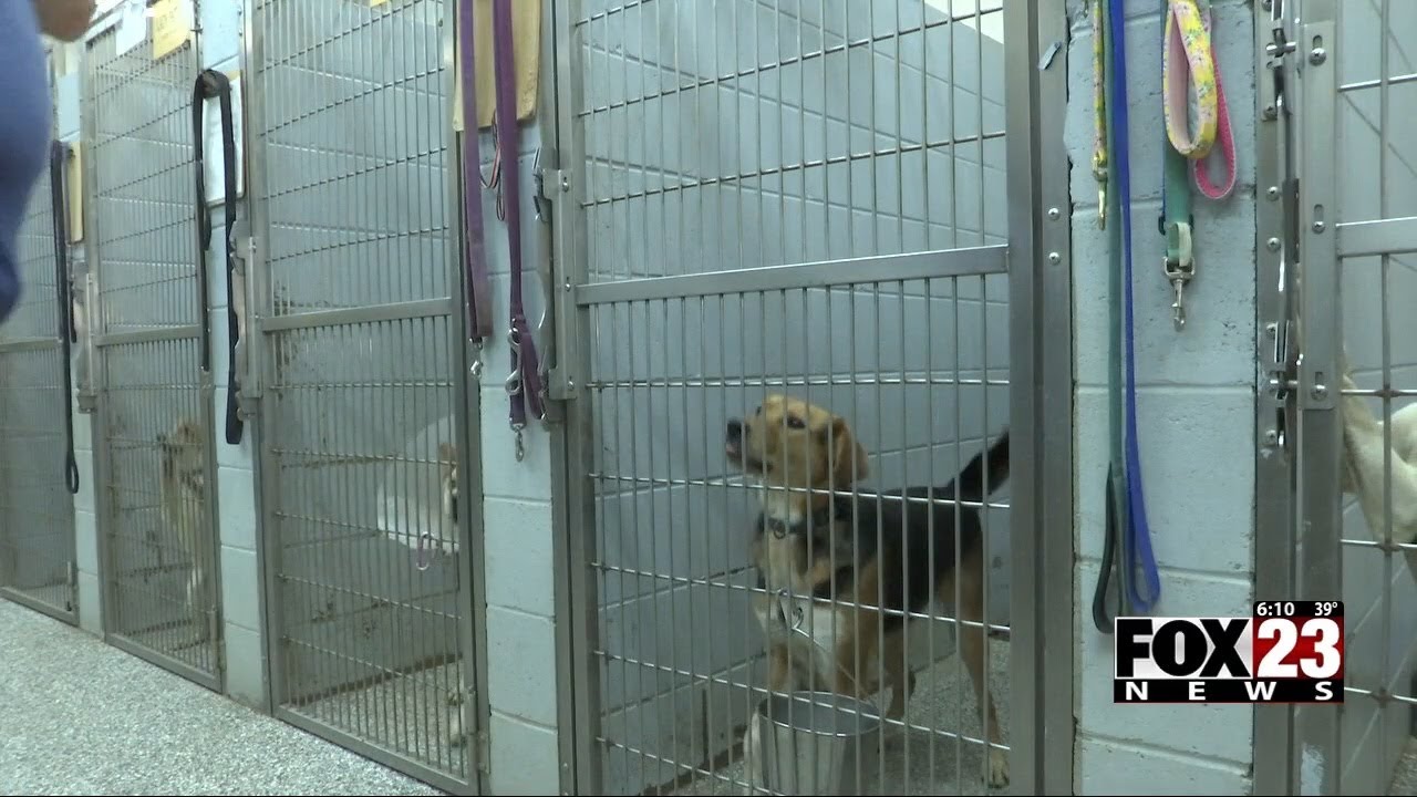 Video: Collinsville animal shelter less than month away from moving out after City decided not to