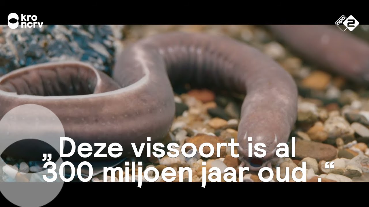 Deze oude vissoort stolt zelf slijm | De smaak van Joël