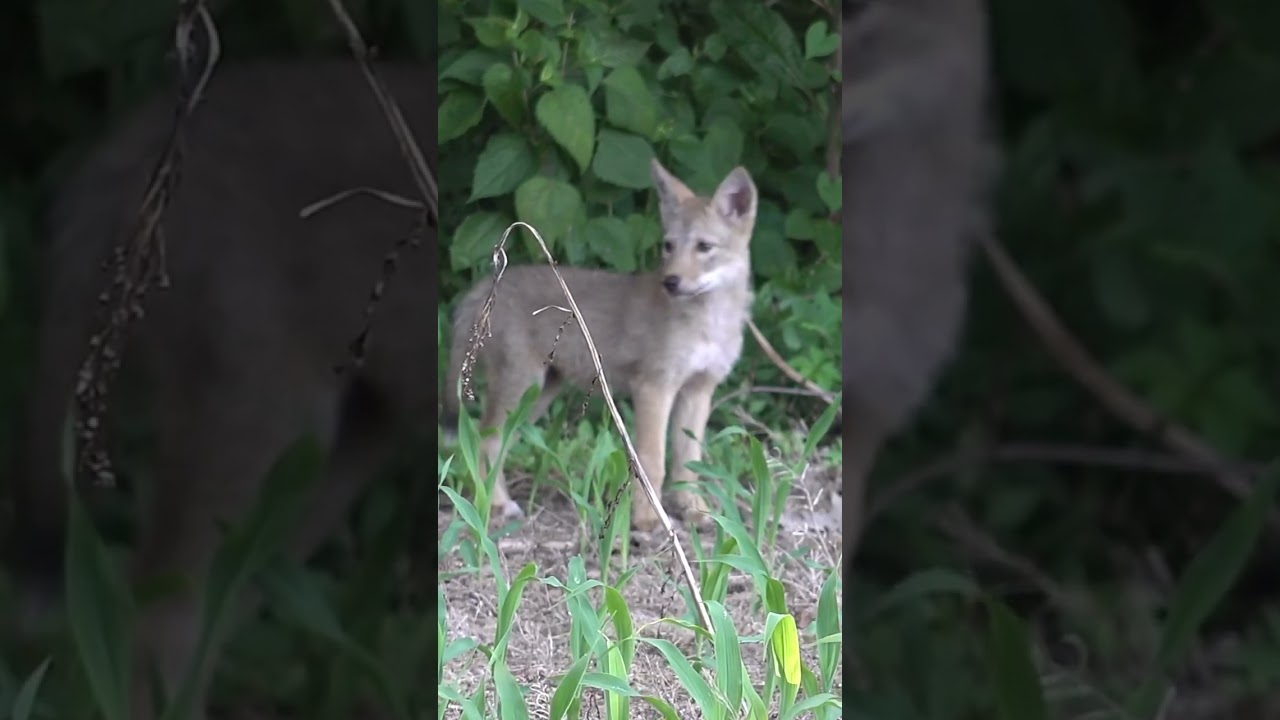 Coyote pups. #hunting #easterncoyote #coyote #wildlife #coyotes