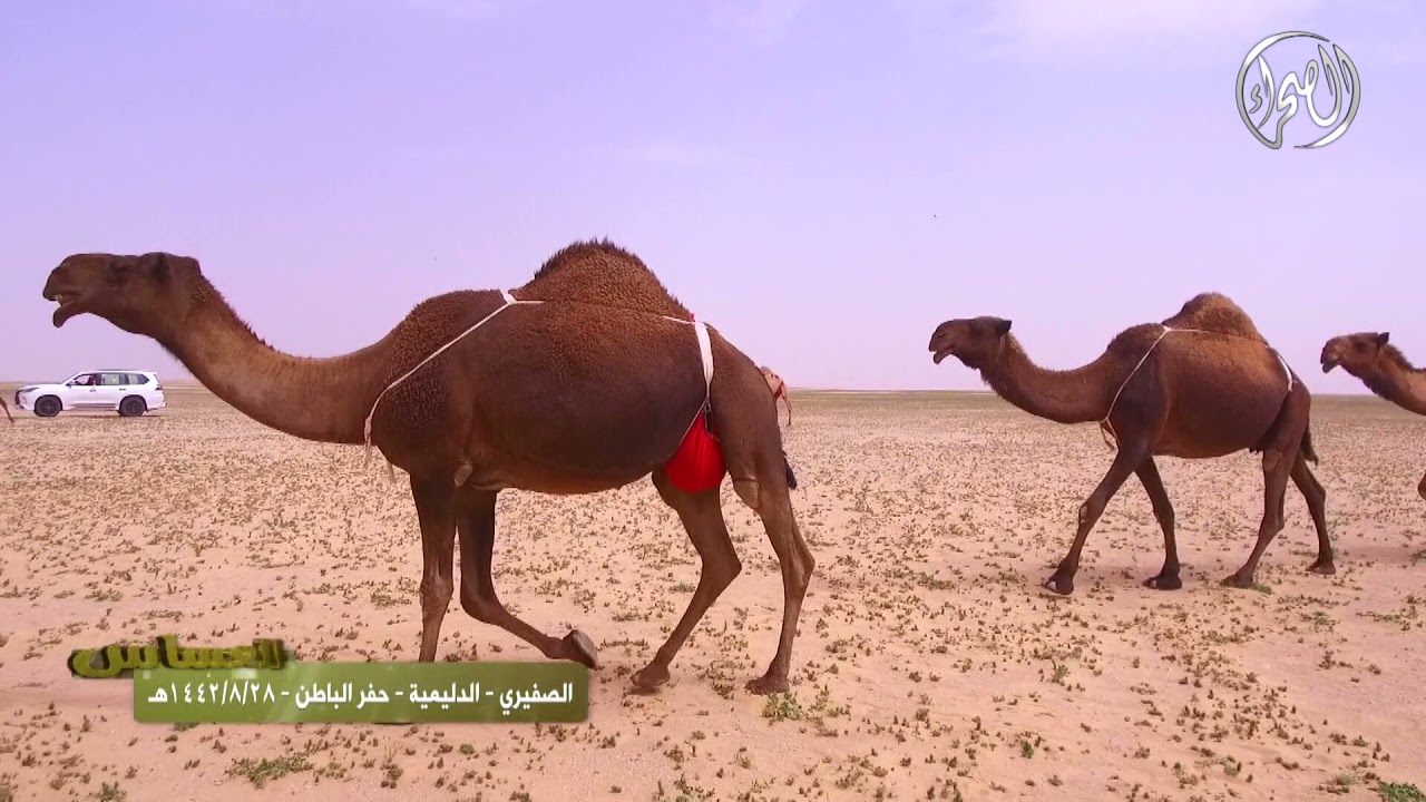 برنامج العساس | الصفيري | الدليمية | حفر الباطن | 28 -8 - 1442