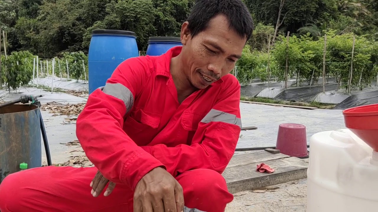 49) Cara Mengaktifkan EM.1 EMRO Menjadi EMAS.. Bakteria Berfaedah Untuk Tanaman.