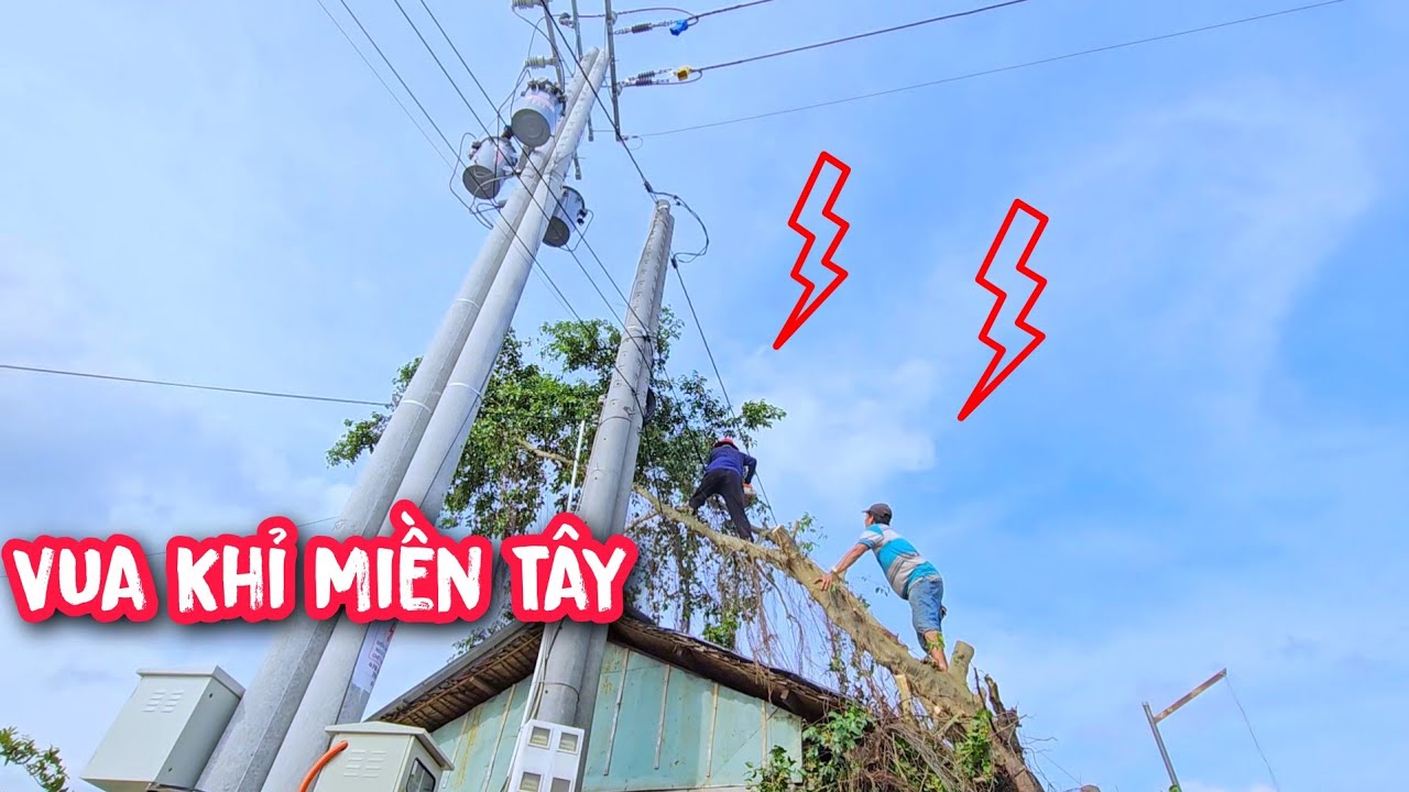 Cây Sanh nằm ngay cột điện ba pha và nhánh thì trùm lên mái nhà, Vua Khỉ sẽ xử lí ra sao???