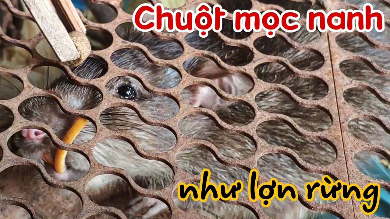 Độc lạ chuột mọc răng nanh dài như nanh heo rừng ở miền tây