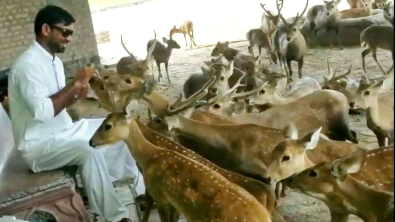 Biggest Deer Farm in Punjab visit Mini Zoo - Hsn Entertainment