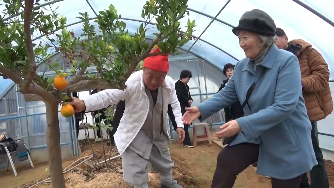 ♣ 마니봉 수확모습..강화도 마니봉(한라봉) 수확 법회 및 신년 세배 / 2026. 03. 06 강화도 선원사 (주지 연승성원 스님)