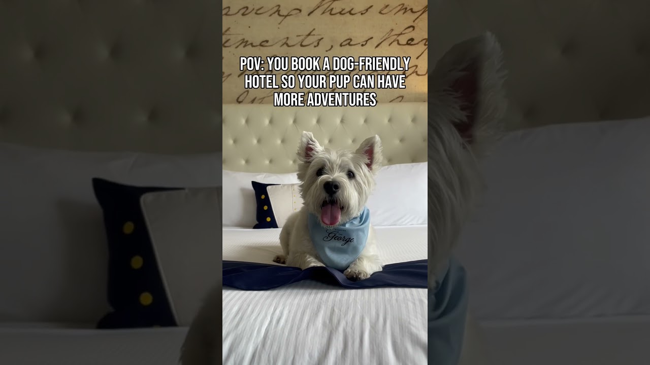 This is WHY I stay at dog-friendly hotels like the Kimpton! | #dogfriendly #hotel #westie