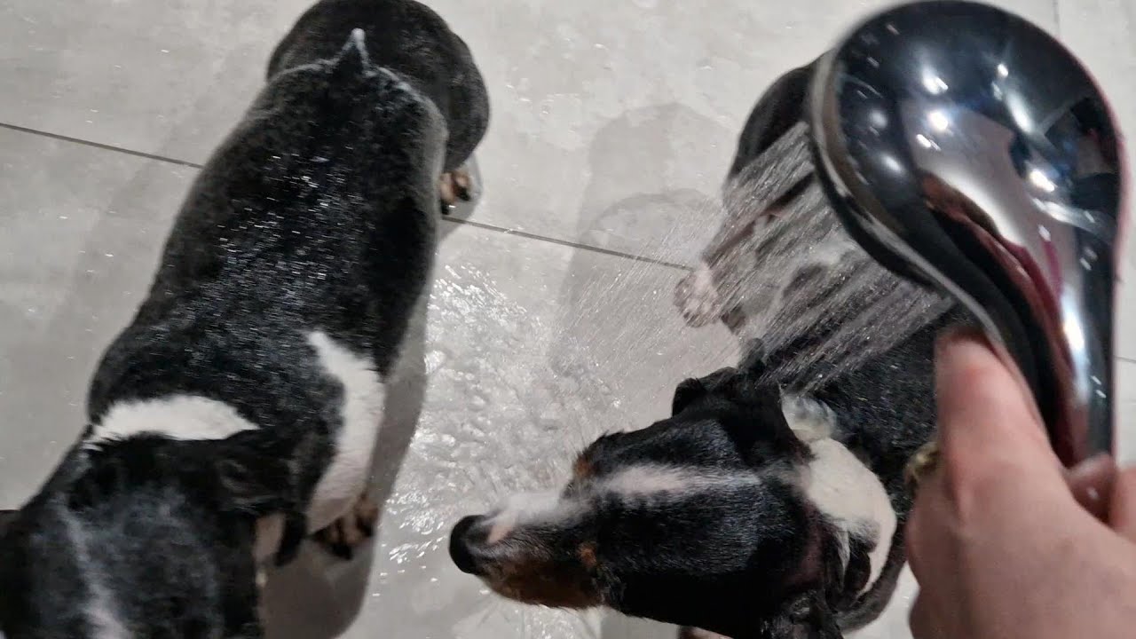 Dachshunds shower ritual - first time in new house
